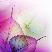 微信头像紫色花 好看唯美的紫色花美翻了