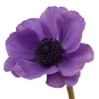 微信头像紫色花 好看唯美的紫色花美翻了