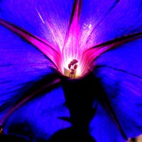 微信头像紫色花 好看唯美的紫色花美翻了