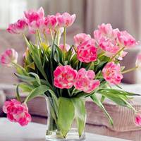 微信头像花朵唯美小清新 淡雅有意境的花儿