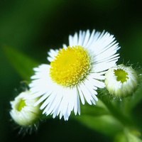 微信头像花朵唯美小清新 淡雅有意境的花儿