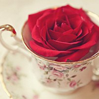 微信带花头像 各种好看的带花微信头像图片