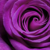 微信头像紫色花 好看唯美的紫色花美翻了