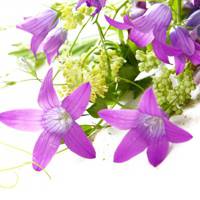 微信头像紫色花 好看唯美的紫色花美翻了