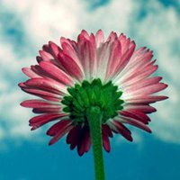 微信头像花朵唯美小清新 淡雅有意境的花儿