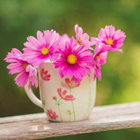 微信头像花朵唯美小清新 淡雅有意境的花儿