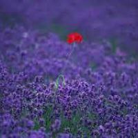 紫色唯美意境头像 紫色控不可错过