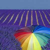 薰衣草清新头像 清新唯美的紫色薰衣草