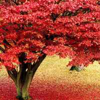 好看意境非主流风景图