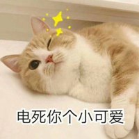 高清超萌可爱猫咪带文字