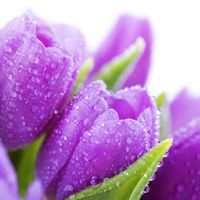 微信头像紫色花 好看唯美的紫色花美翻了