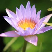 微信头像紫色花 好看唯美的紫色花美翻了