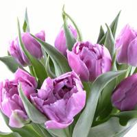 微信头像紫色花 好看唯美的紫色花美翻了