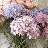 微信头像花朵唯美小清新 淡雅有意境的花儿