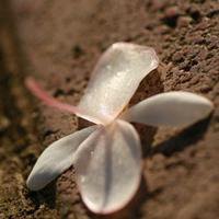 微信头像花朵唯美小清新 淡雅有意境的花儿