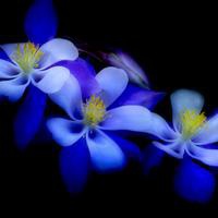 微信头像花朵唯美小清新 淡雅有意境的花儿