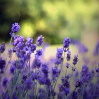 紫色唯美意境头像 紫色控不可错过