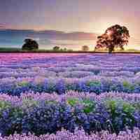 薰衣草清新头像 清新唯美的紫色薰衣草