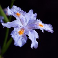 微信头像紫色花 好看唯美的紫色花美翻了