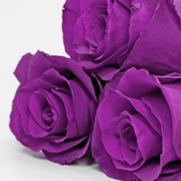 微信头像紫色花 好看唯美的紫色花美翻了