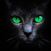 个性的微信卡通猫头像图片