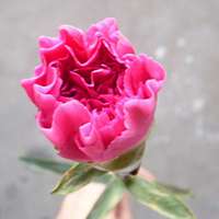 静物微信头像 唯美静物清爽文艺