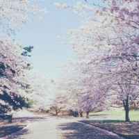 最美风景微信头像