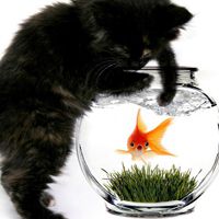 微信猫头像 神态可爱的猫猫咪