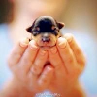 微信小狗头像图片 呆萌可爱的小狗图片头像