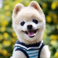 微信小狗头像图片 呆萌可爱的小狗图片头像