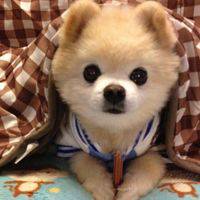 微信小狗头像图片 呆萌可爱的小狗图片头像