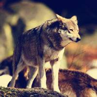 微信狼头像图片大全 霸气十足冷酷的狼