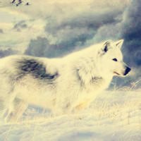 微信狼头像图片大全 霸气十足冷酷的狼