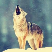 微信狼头像图片大全 霸气十足冷酷的狼