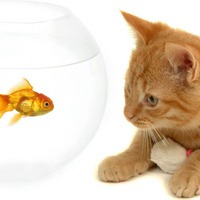 微信猫头像 神态可爱的猫猫咪