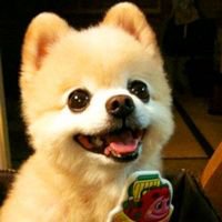 微信小狗头像图片 呆萌可爱的小狗图片头像