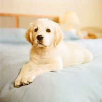 微信小狗头像图片 呆萌可爱的小狗图片头像