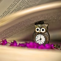 微信头像书本花香 花香书香醉人