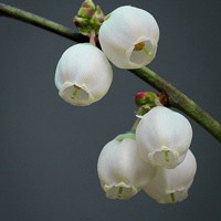 微信茶叶头像 花茶