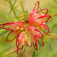 微信茶叶头像 花茶