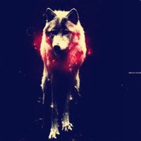 微信狼头像图片大全 霸气十足冷酷的狼