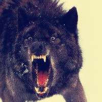 微信狼头像图片大全 霸气十足冷酷的狼