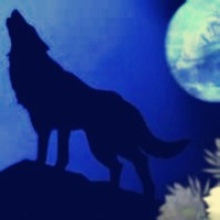 微信狼头像图片大全 霸气十足冷酷的狼