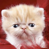 微信猫头像 神态可爱的猫猫咪