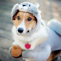 微信小狗头像图片 呆萌可爱的小狗图片头像