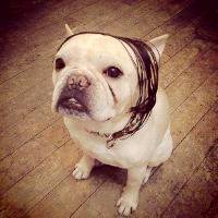 微信小狗头像图片 呆萌可爱的小狗图片头像