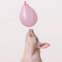 猪的头像萌的微信头像 可爱小猪胖乎乎