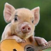 猪的头像萌的微信头像 可爱小猪胖乎乎