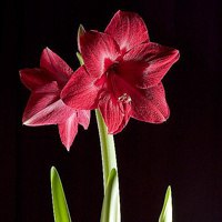 微信茶叶头像 花茶