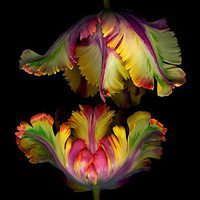 微信茶叶头像 花茶